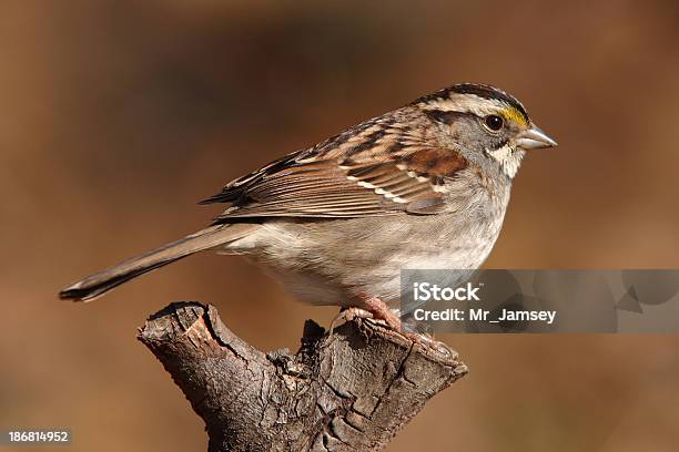 Whitethroated Sparrow - zdjęcia stockowe i więcej obrazów Biały - Biały, Brązowy, Część ciała zwierzęcia