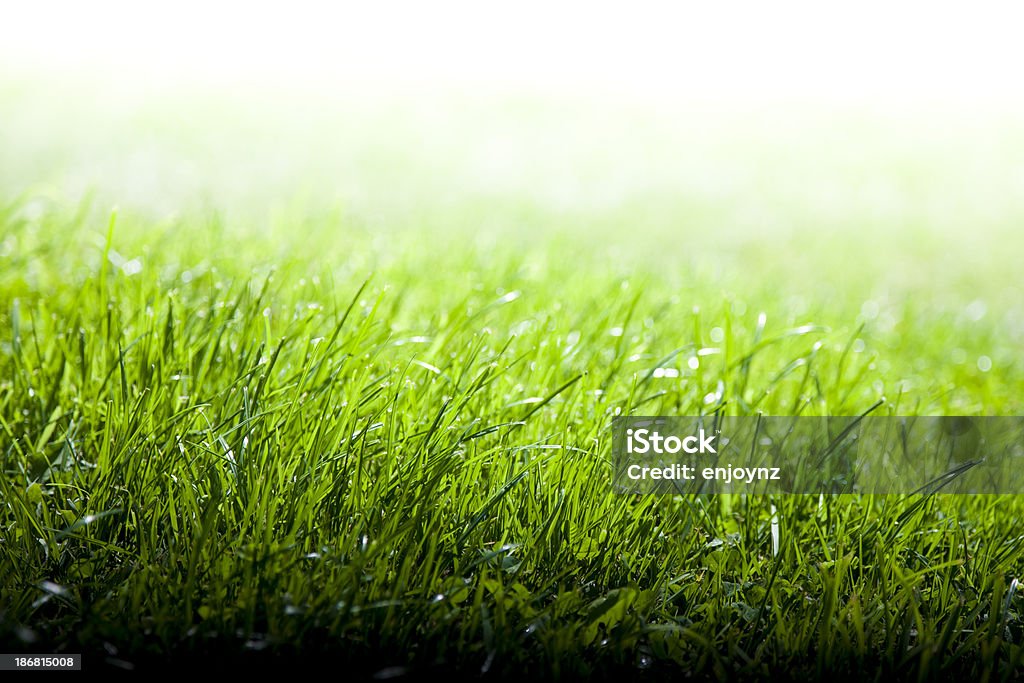 Sfondo verde erba - Foto stock royalty-free di Ambientazione esterna