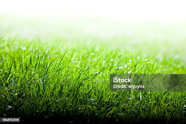 녹색 잔디 배경기술 0명에 대한 스톡 사진 및 기타 이미지 - 0명, 밝은 색상, 배경-주제