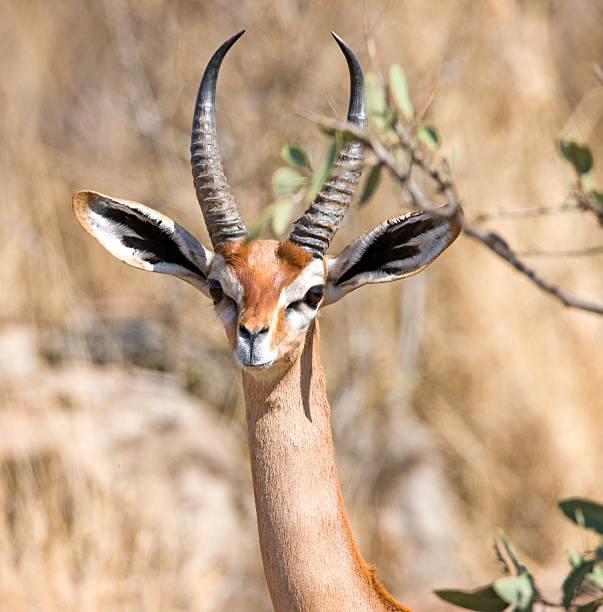 istock Magnificent Gerenuk Male 186815077