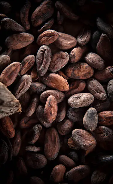 Cocoa beans close up