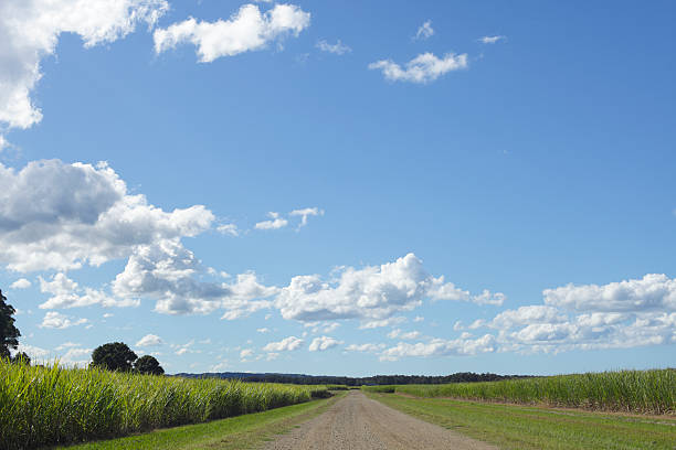 istock Sugar Cane Farm Landscape 186815188