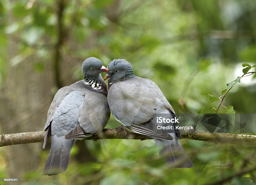 Liebe Vögel-Holz Taube Paar - Lizenzfrei Ast - Pflanzenbestandteil Stock-Foto