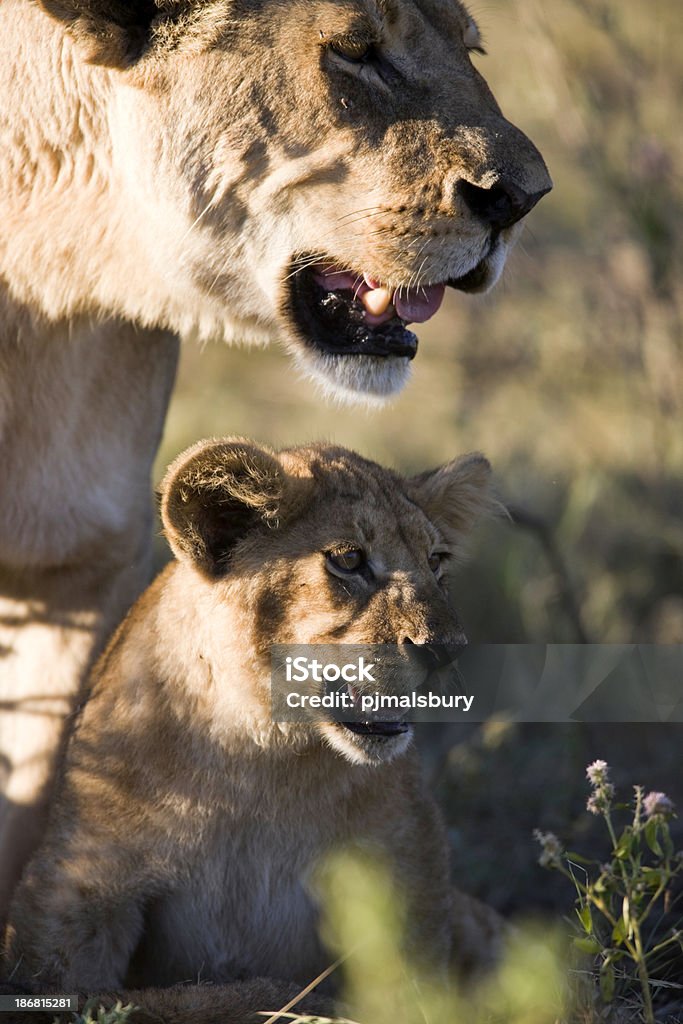 Lioness and Cub "Taken in the Okavango, Botswana" Africa Stock Photo