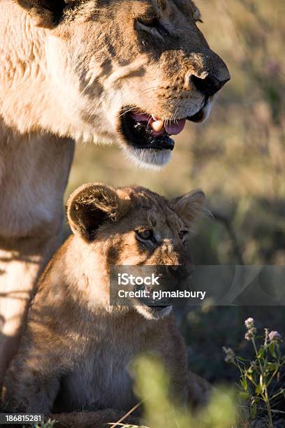 Lioness And Cub Stock Photo - Download Image Now - Africa, Animal, Animal Themes