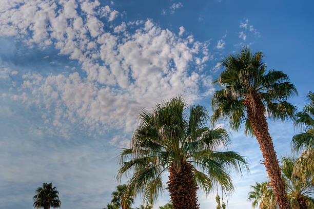 istock Desert palm trees against a cloudy sky 186815311