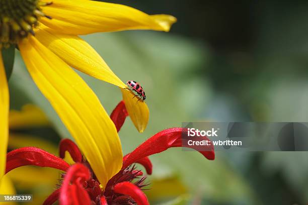 Mariquita Purpurea Bee Crema Foto de stock y más banco de imágenes de Aire libre - Aire libre, Amarillo - Color, Animal