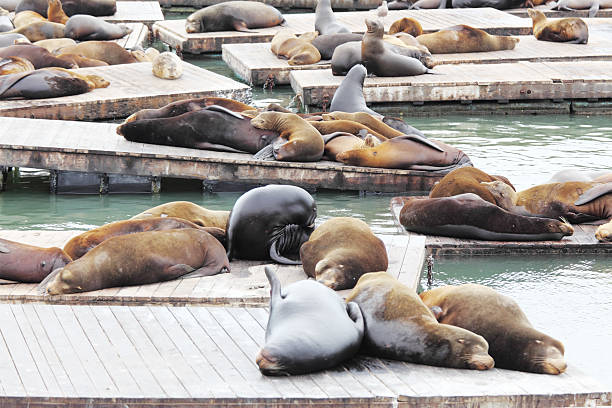 istock sleeping seals at San Francisco Fishermans Wharf Pier 39 186815569