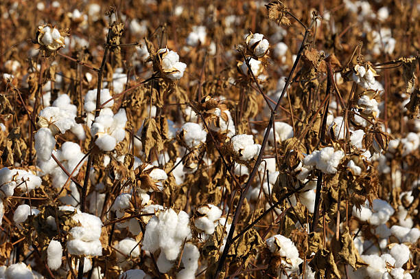 istock Close-up of Cotton Bolls Ready for Harvest 186815805