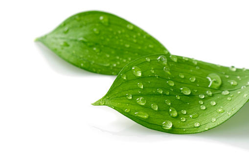 Water Drop on Leaves Isolated on White