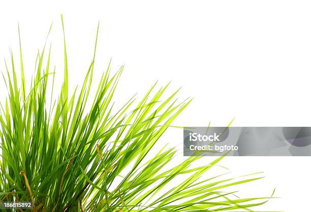 緑の芝生 - イネ科のストックフォトや画像を多数ご用意 - イネ科, カットアウト, クローズアップ