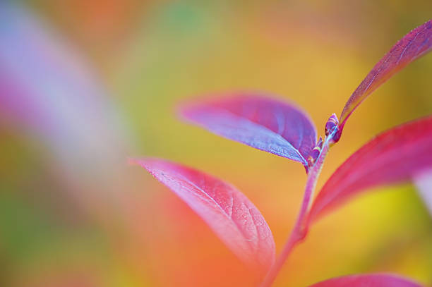 Northern highbush blueberry (Vaccinium corymbosum) in autumn colors. Selective focus and shallow depth of field.
