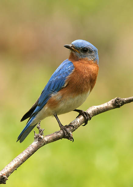 istock Close up photo of a bluebird on a branch while looking aside 186815973