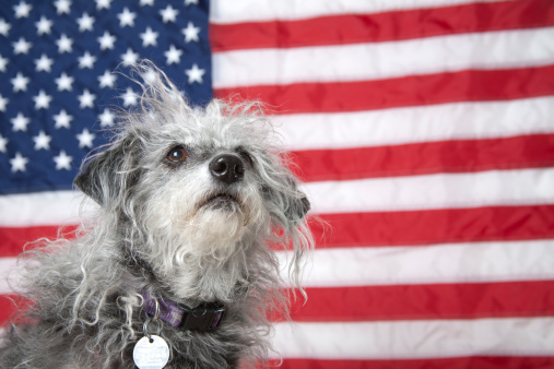 An adorable little dog looks up while standing in front of an American flag.