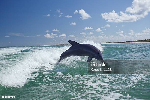 Dolphin Playing Stock Photo - Download Image Now - Animal, Animal Wildlife, Animals In The Wild