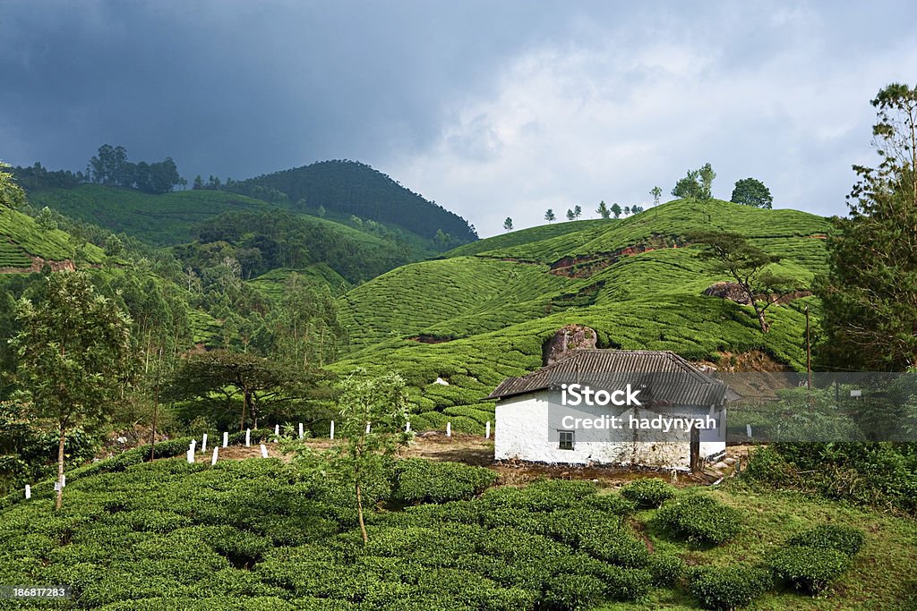 Teeplantage in Southern Indien, Asien - Lizenzfrei Agrarbetrieb Stock-Foto