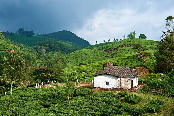 istock Tea plantation in Sothern India, Asia 186817283