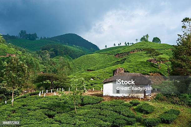 Foto de Plantação De Chá No Sothern Índia Ásia e mais fotos de stock de Agricultura - Agricultura, Ajardinado, Azul