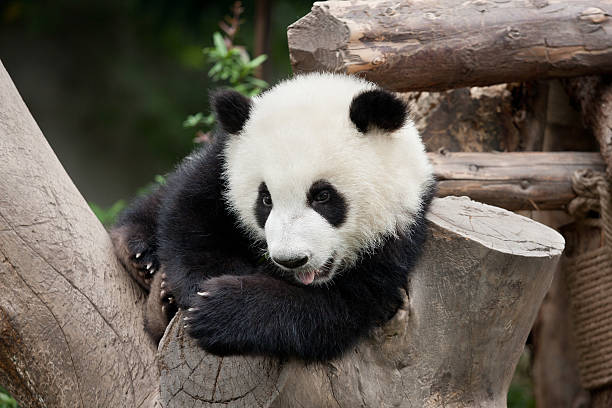 istock Baby Panda Posing for the Camera 186817500