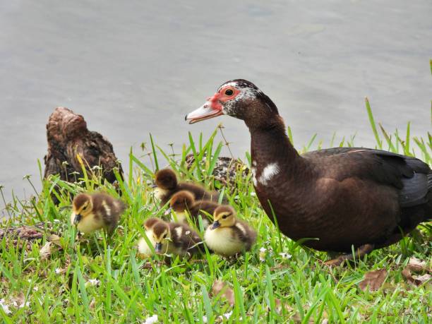 Muscovy Duck (Cairina moschata) - Mom and  ducklings resting in the grass