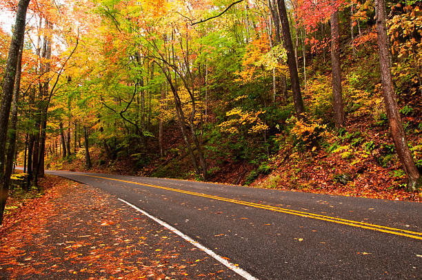 istock Empty road in autumn with leaves on ground 186817651