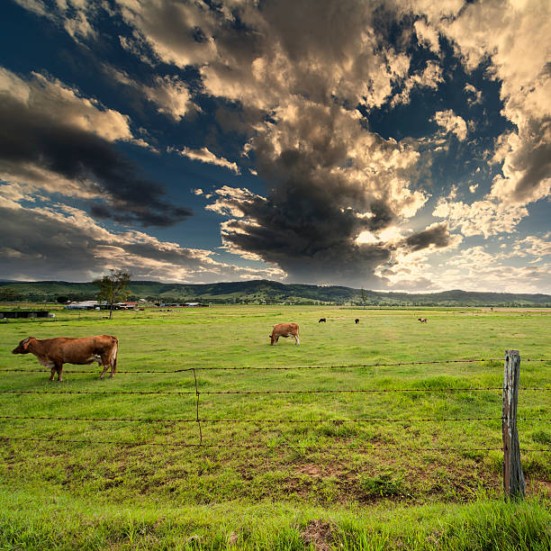 vaches dans le champ - grandchester photos et images de collection