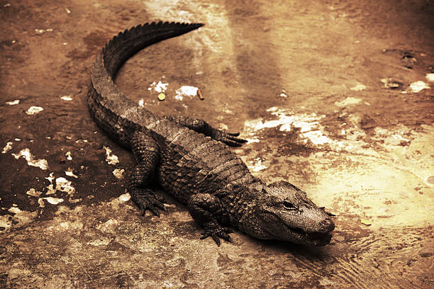 Alligator Full body of an alligator. chinese alligator alligator sinensis stock pictures, royalty-free photos & images
