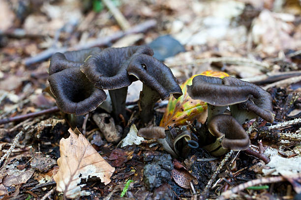 Black trumpet Black chanterelle in fall. Adobe RGB. Close up. cantharellus tubaeformis stock pictures, royalty-free photos & images