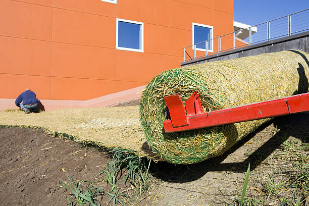 Worker Securing Rolled Straw Mat to Prevent Seed Erosion  erosion control stock pictures, royalty-free photos & images