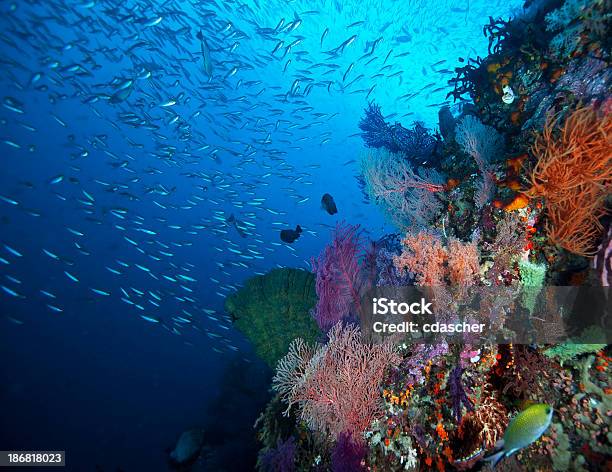 Coral Reef Foto de stock y más banco de imágenes de Islas Raja Ampat - Islas Raja Ampat, Animal, Animales salvajes