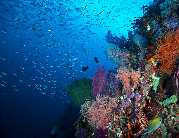 récif de coral - archipel raja ampat photos et images de collection