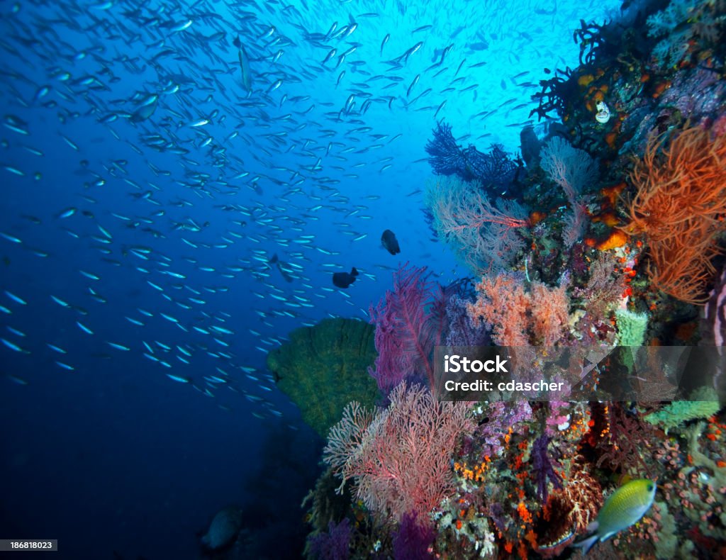 Coral Reef - Zbiór zdjęć royalty-free (Wyspy Raja Ampat)