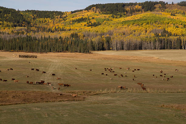 istock Cattle Ranch in Alberta's Foothills 186818107