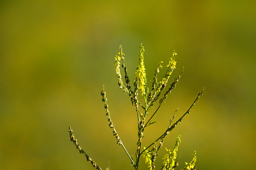 Close-up of yellow sweet clover with green blurred background