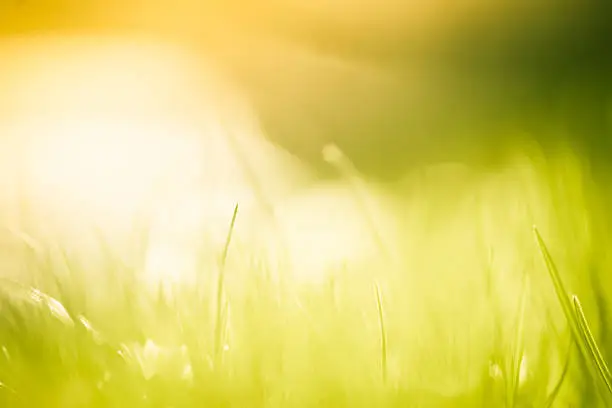 Photo of Blades of grass in the field.