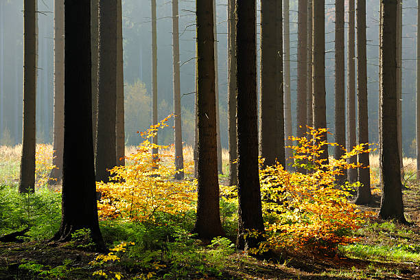 radieux épicéa forêt en automne - beech tree wilderness area forest log photos et images de collection