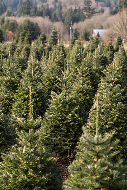istock Young Cultivated Evergreen Trees Growing Together 1 186818399