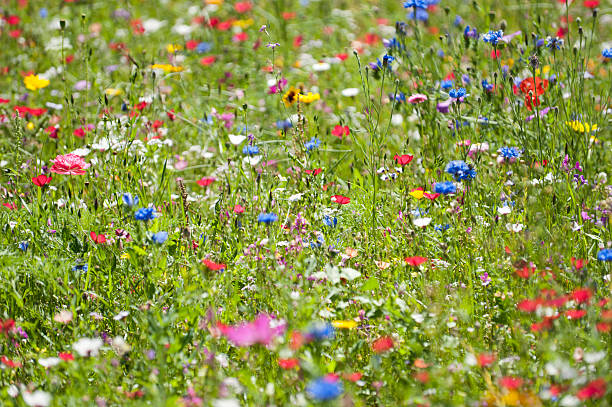 istock Field of flowers 186818424