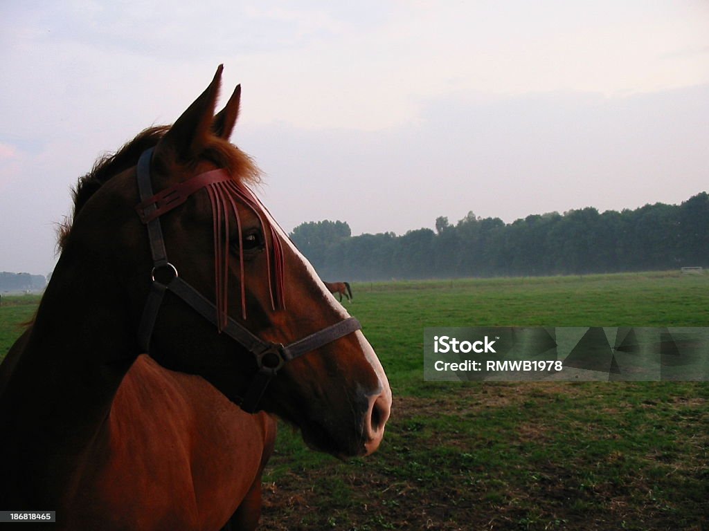 Ein Pferd im Herbst - Lizenzfrei Abenddämmerung Stock-Foto