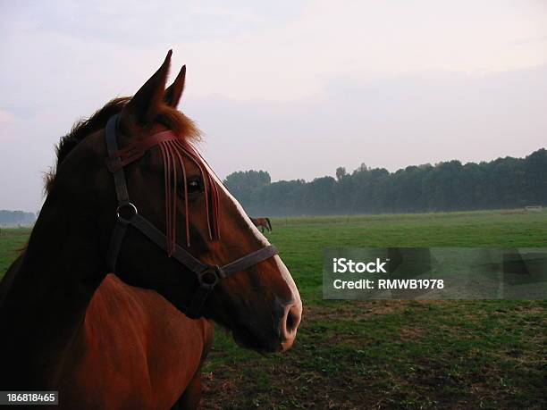 Ein Pferd Im Herbst Stockfoto und mehr Bilder von Abenddämmerung - Abenddämmerung, Agrarbetrieb, Baum
