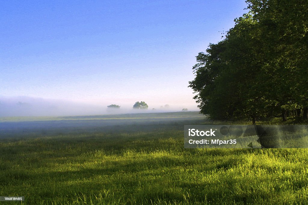 Zielone Meadow - Zbiór zdjęć royalty-free (Bagno)