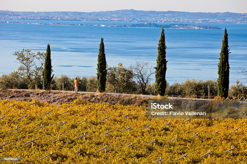 Среди виноградников и Озеро Гарда - Стоковые фото Satoyama - Scenery роялти-фри