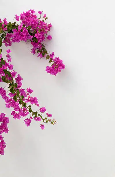 Photo of Bougainvilleas in Bodrum