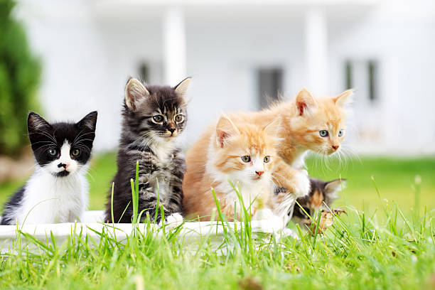 Group Of Five Beautiful Cats Stock Photo - Download Image Now - Domestic  Cat, Group Of Animals, Kitten - iStock