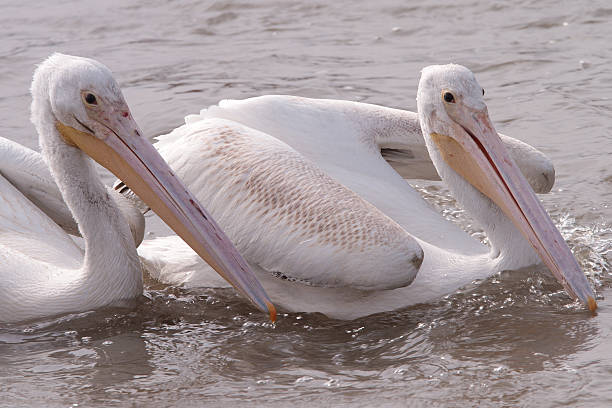 two pelicans stock photo