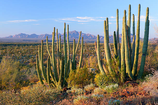 tubos de órgano - organ pipe cactus fotografías e imágenes de stock