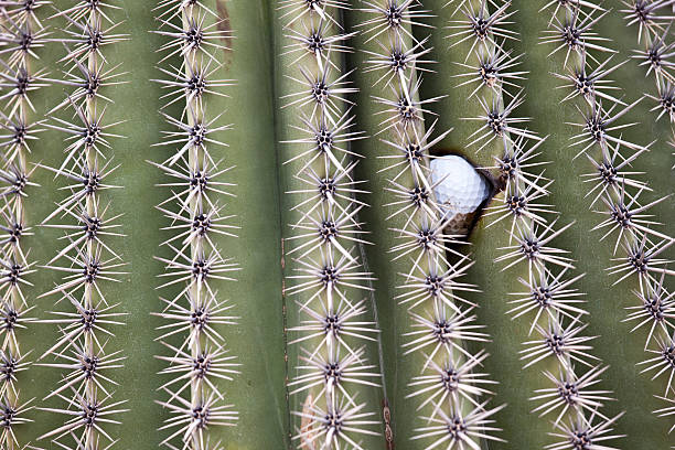 istock Golf Ball Wedged in Cactus 186820059
