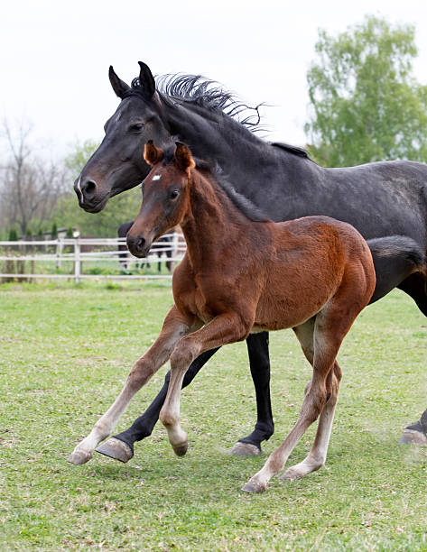 mare e o potro galloping - horse herd togetherness connection imagens e fotografias de stock