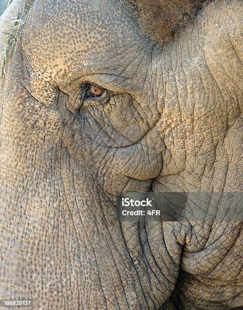 Elephant Portrait Eyes That Never Forget Stock Photo - Download Image Now - Africa, African Elephant, Animal