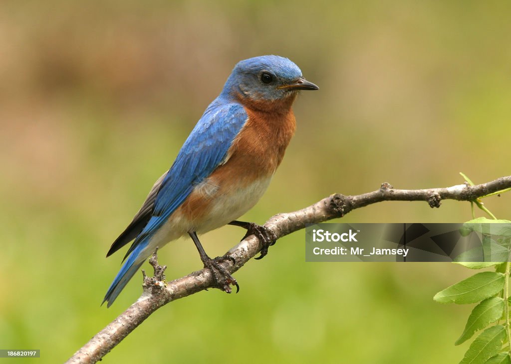 Eastern Blue Bird - Lizenzfrei Blatt - Pflanzenbestandteile Stock-Foto